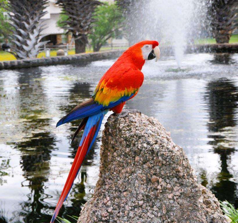 EXOTIC BIRD