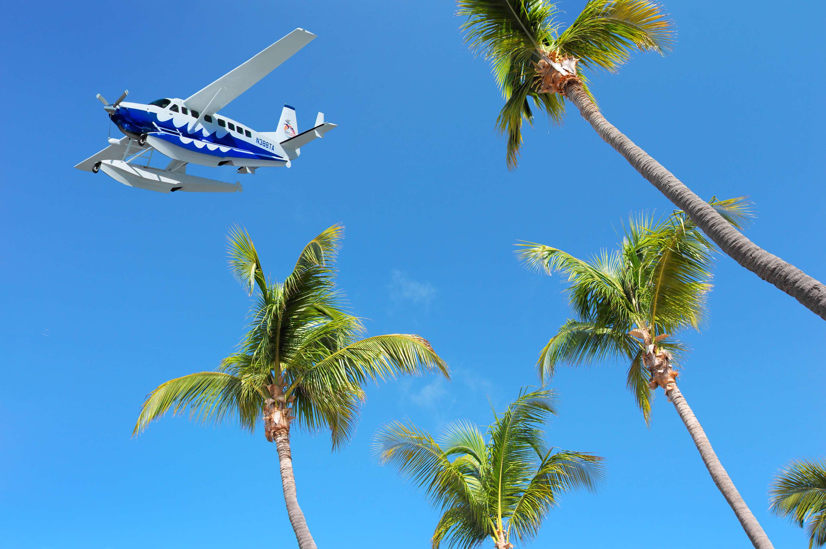 Tropic Ocean Palms