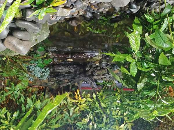  - Best Western Plus Parkway Inn Wilsonville - I-5, Exit 286