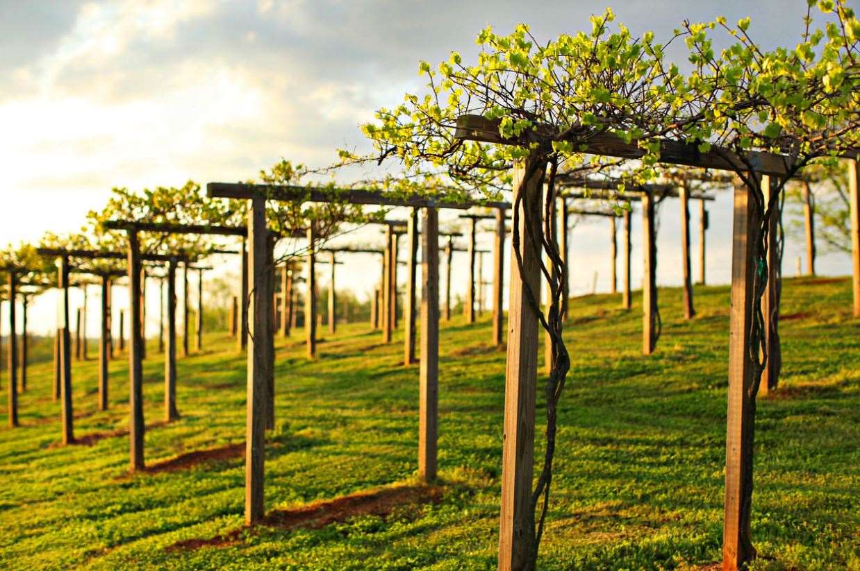 Winery Exterior | Chateau Elan