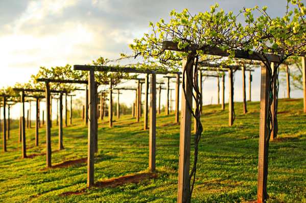 Exterior view - Chateau Elan Winery & Resort Braselton - I-85, Exit 126