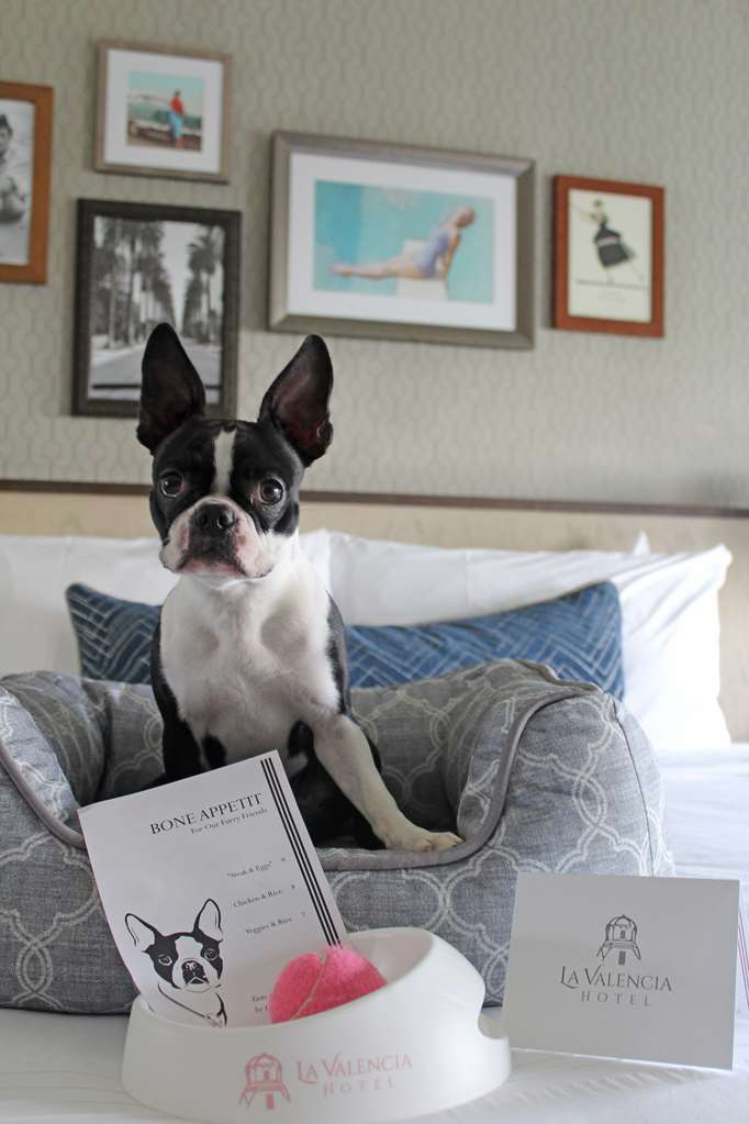Guest photo
