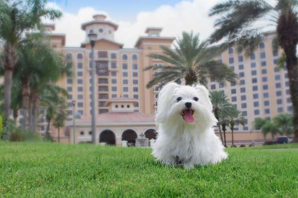 Exterior view - Rosen Shingle Creek Resort Orlando