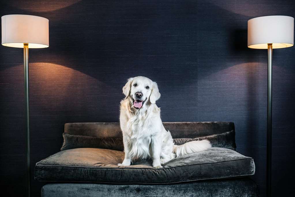 Guest photo