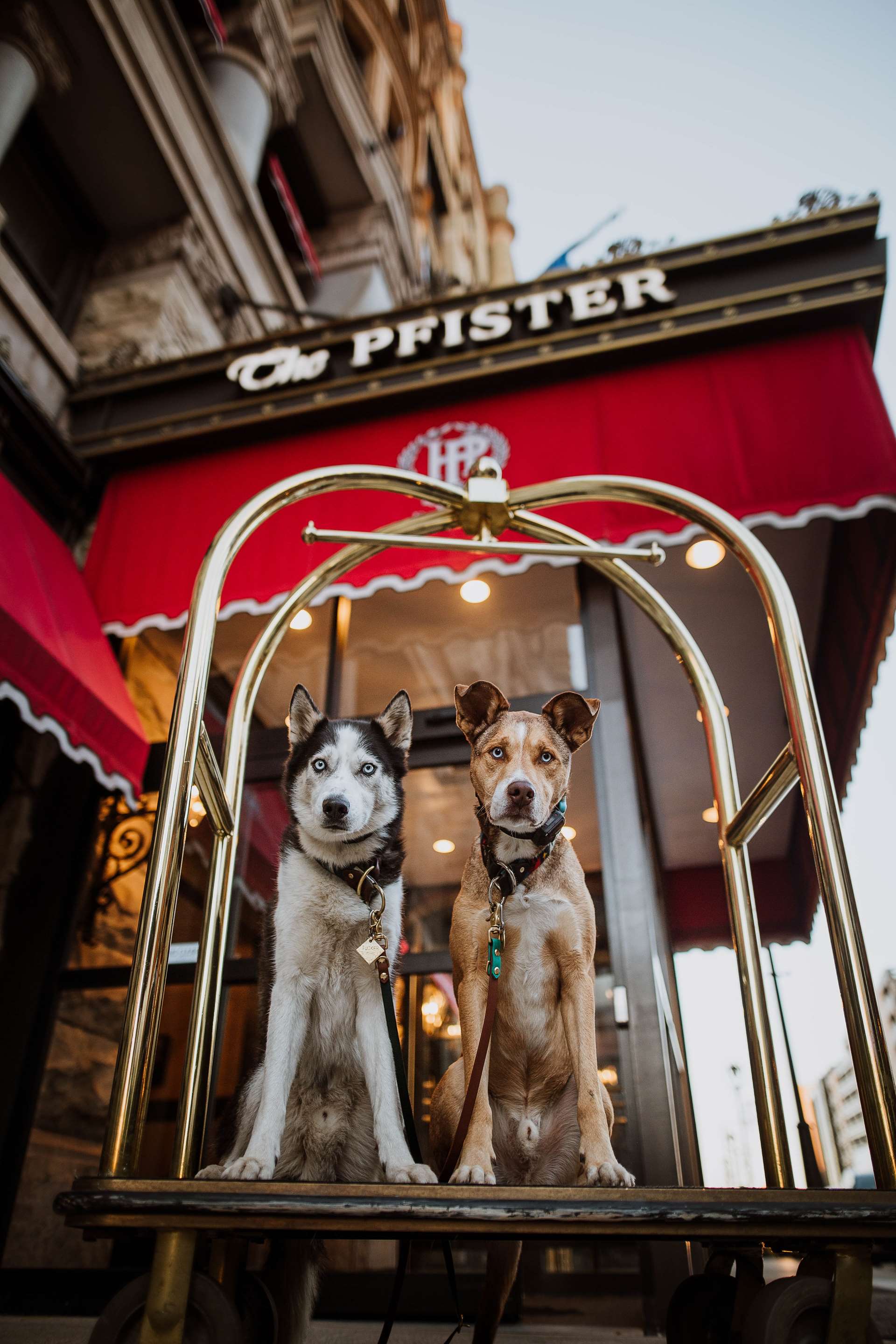 Pet Friendly | The Pfister Hotel
