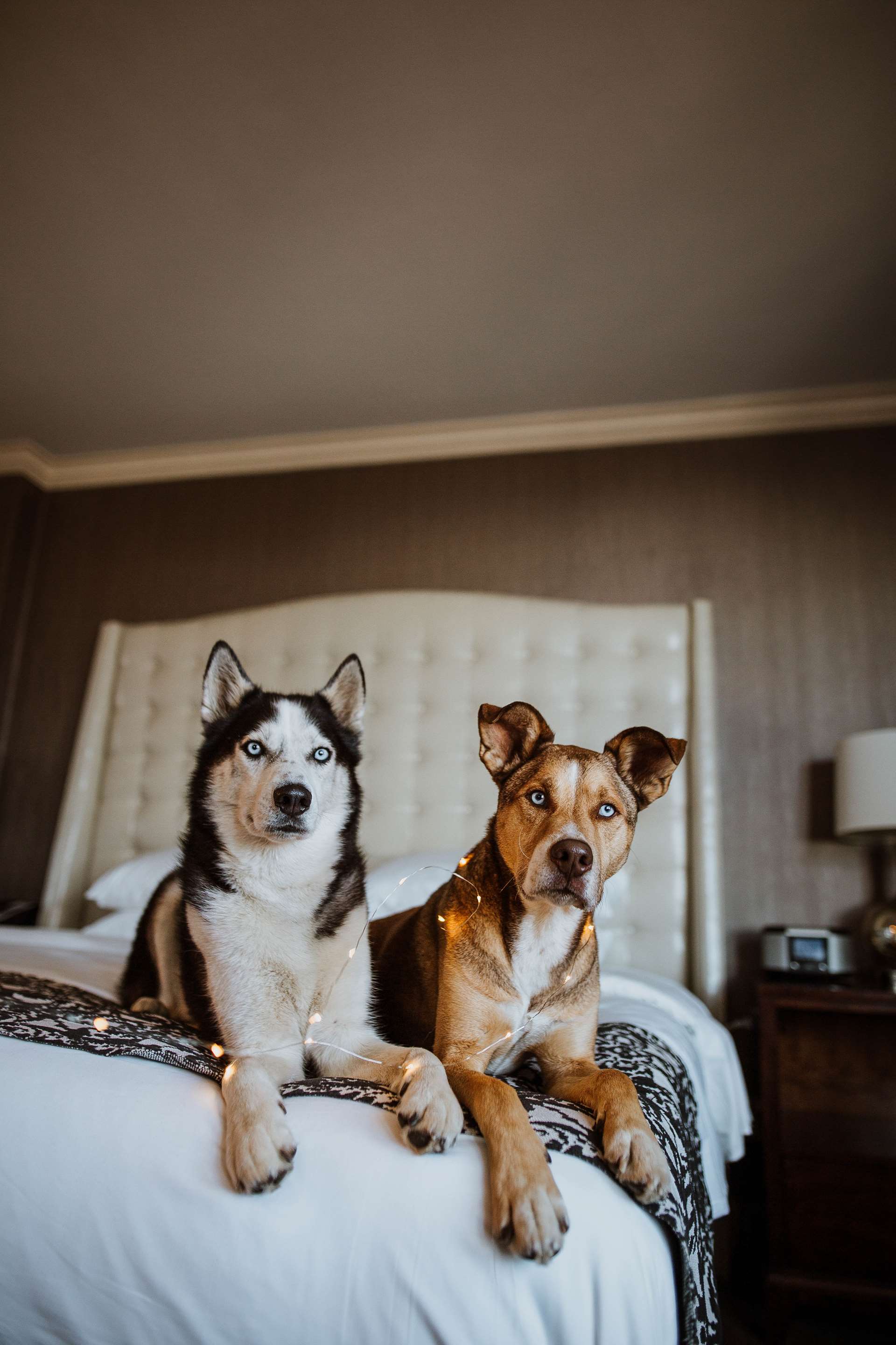 Pet Friendly | The Pfister Hotel