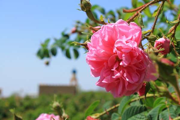 Alila Jabal Akhdar