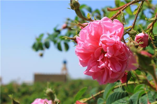 Alila Jabal Akhdar