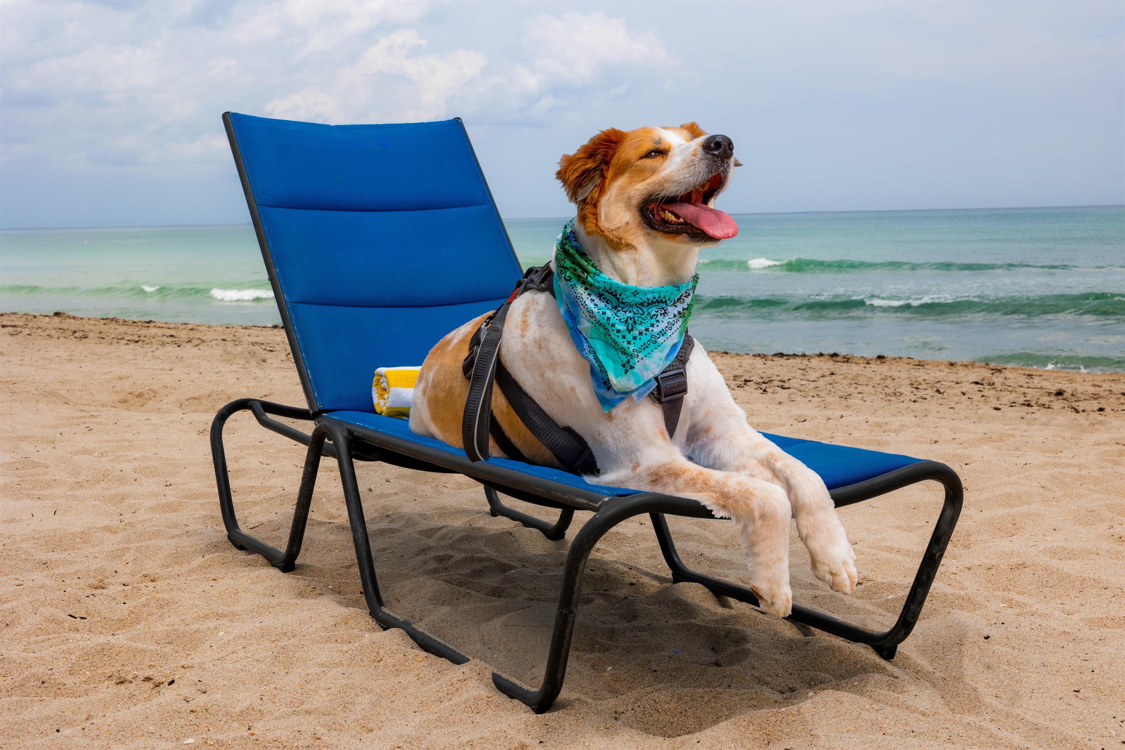 Beach | Hotel Maren Fort Lauderdale Beach, Curio Collection by Hilton