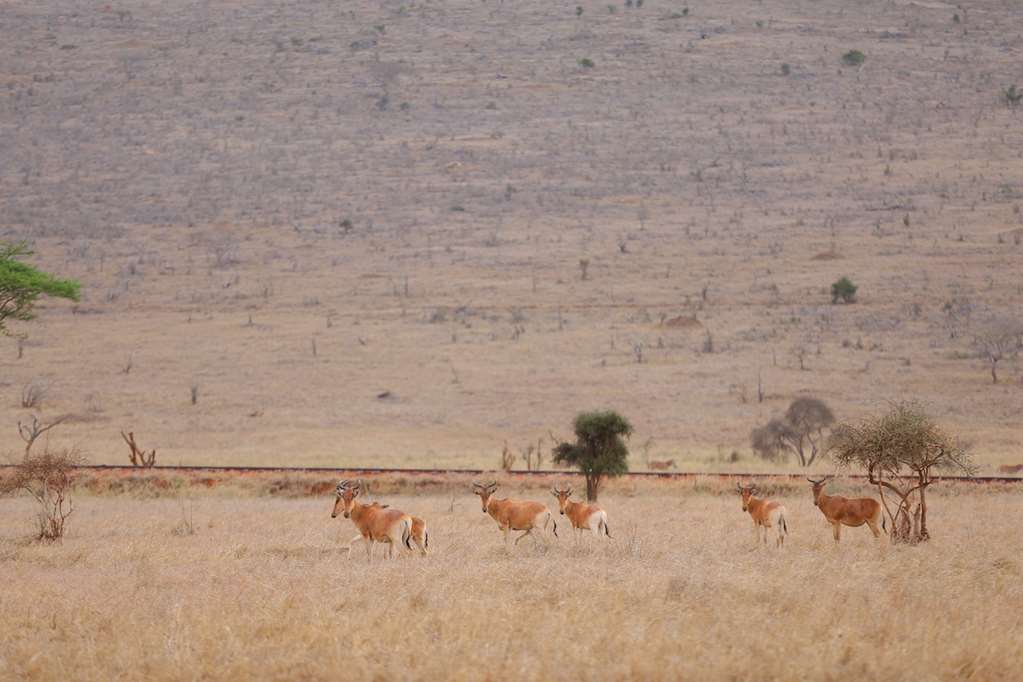 Taita Hills Safari Resort & Spa