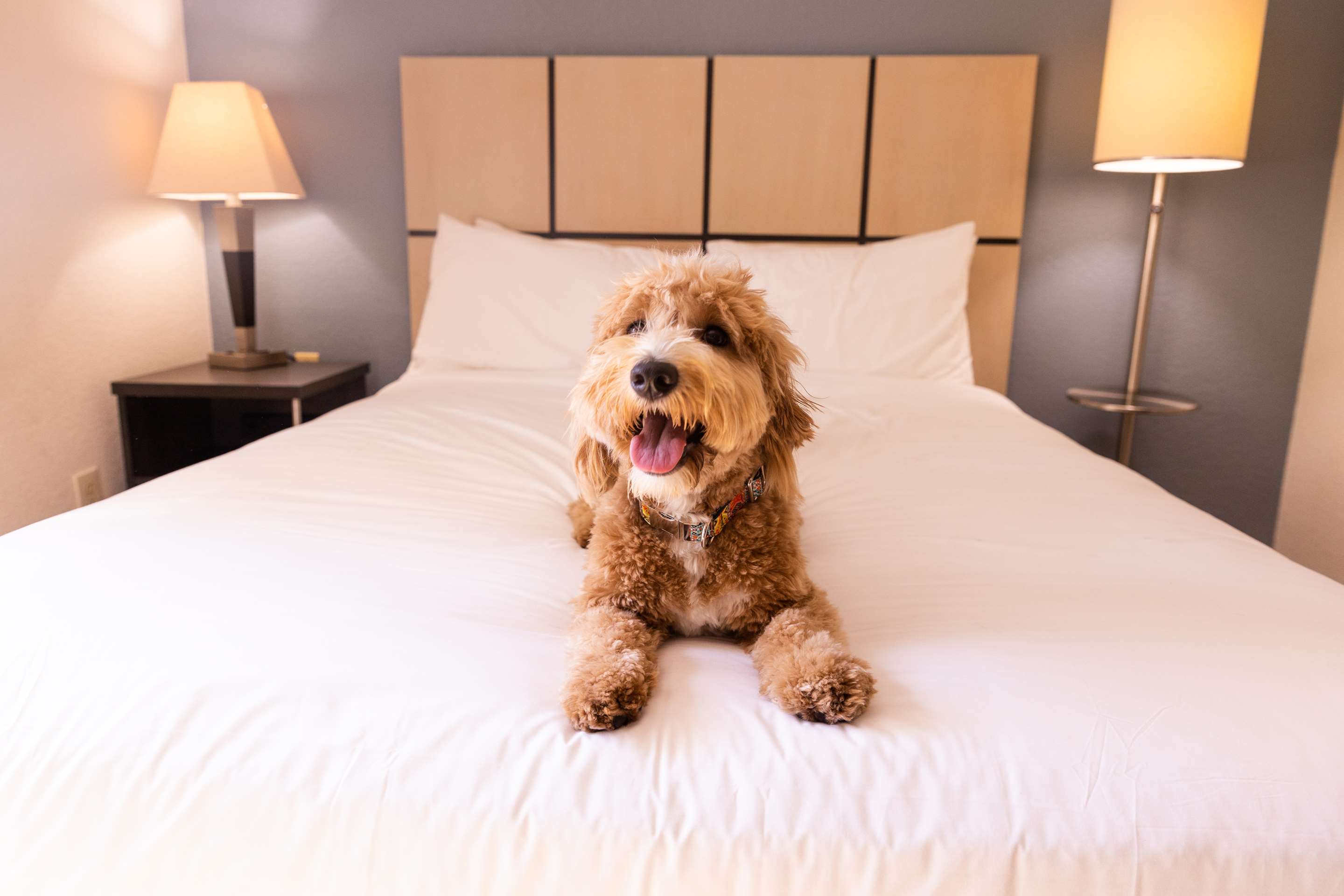 SIM Memphis GuestRoom PetFriendly | Sonesta Simply Suites Memphis East Poplar Pike 