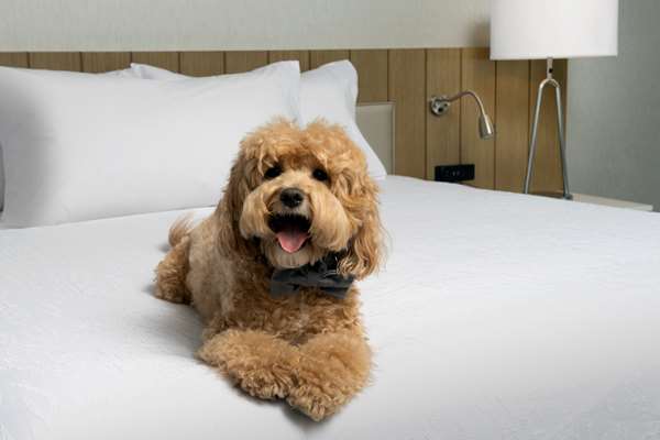  - Hilton Garden Inn Airport San Jose - I-880, Exit 4A