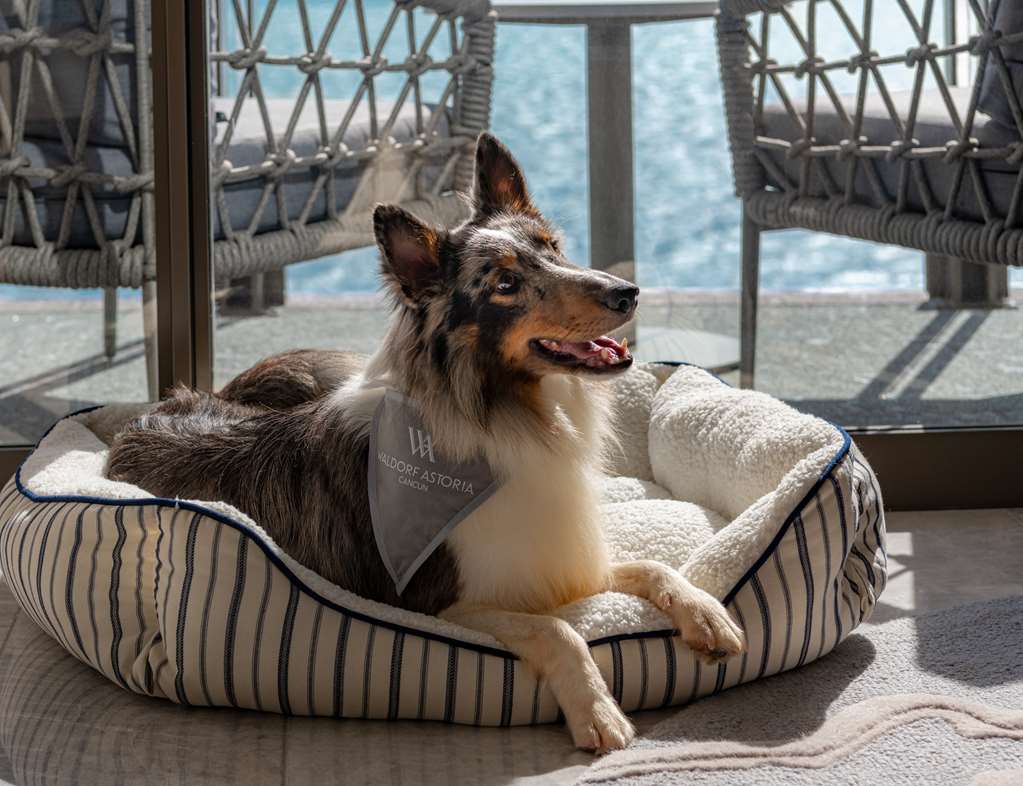 Guest photo