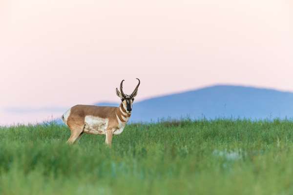 VERMEJO A TED TURNER RESERVE - Photo 27