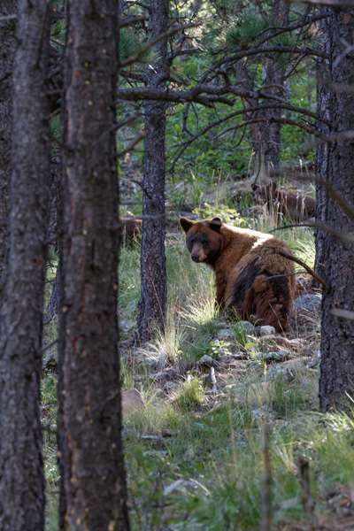 VERMEJO A TED TURNER RESERVE - Photo 48