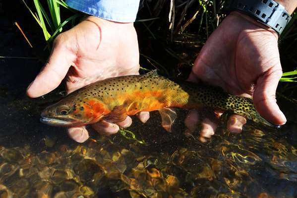 VERMEJO A TED TURNER RESERVE - Photo 34