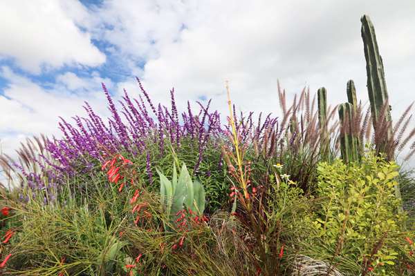 Albor San Miguel de Allende, Tapestry Collection by Hilton