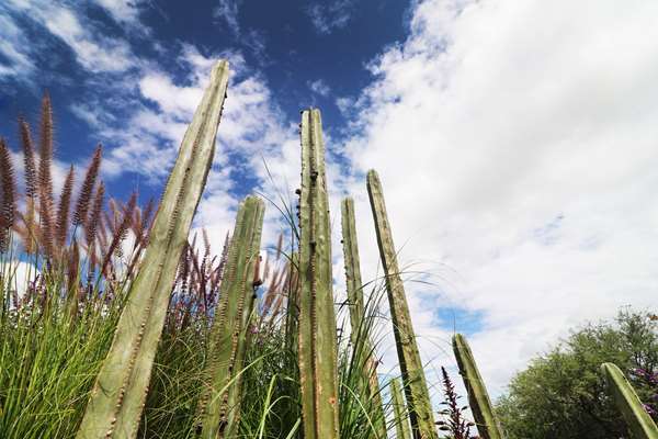 Albor San Miguel de Allende, Tapestry Collection by Hilton