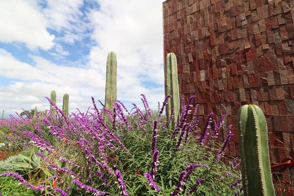 Albor San Miguel de Allende, Tapestry Collection by Hilton