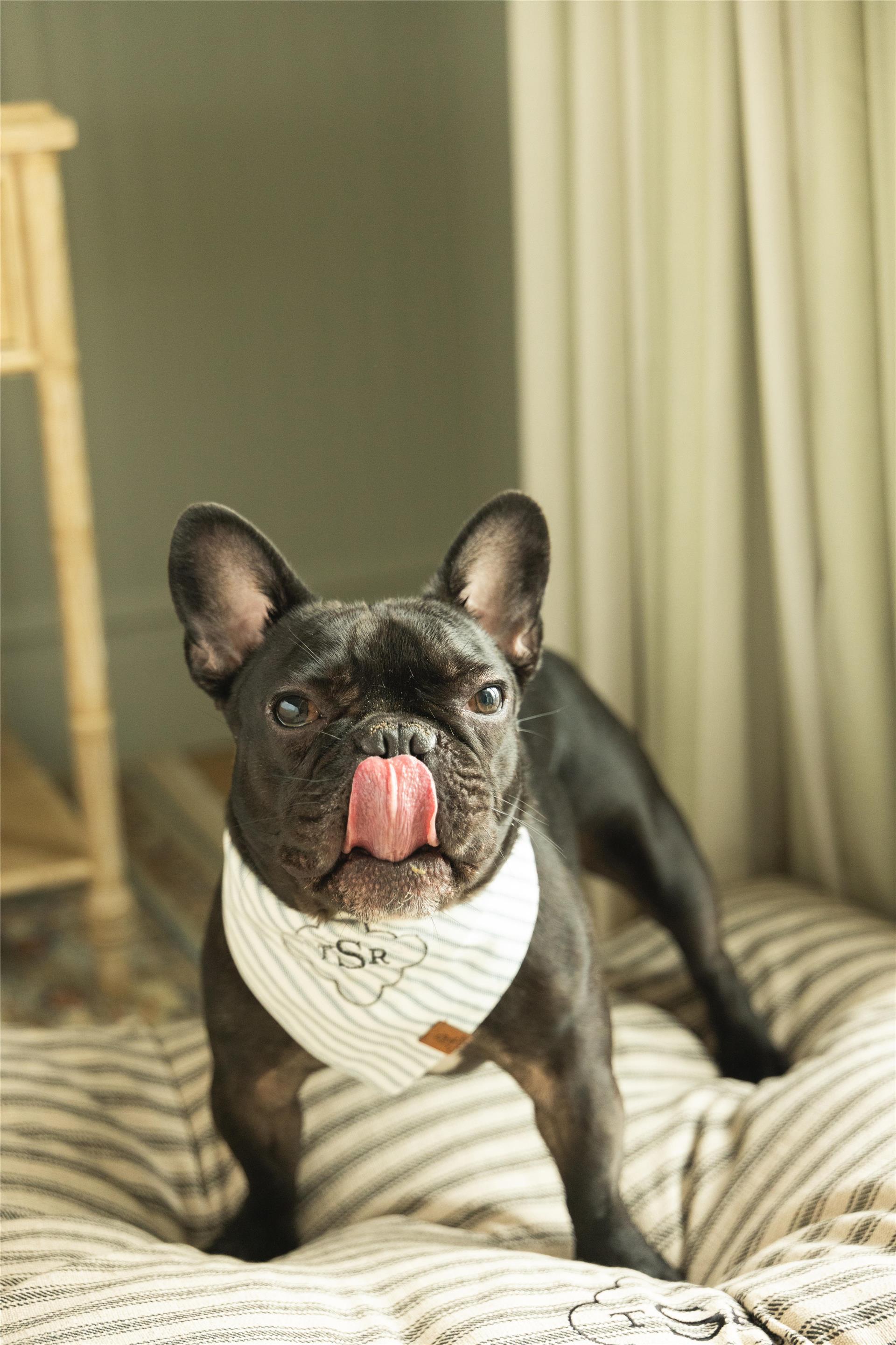 The Sanderling Resort Pet Program | Sanderling Resort Residences