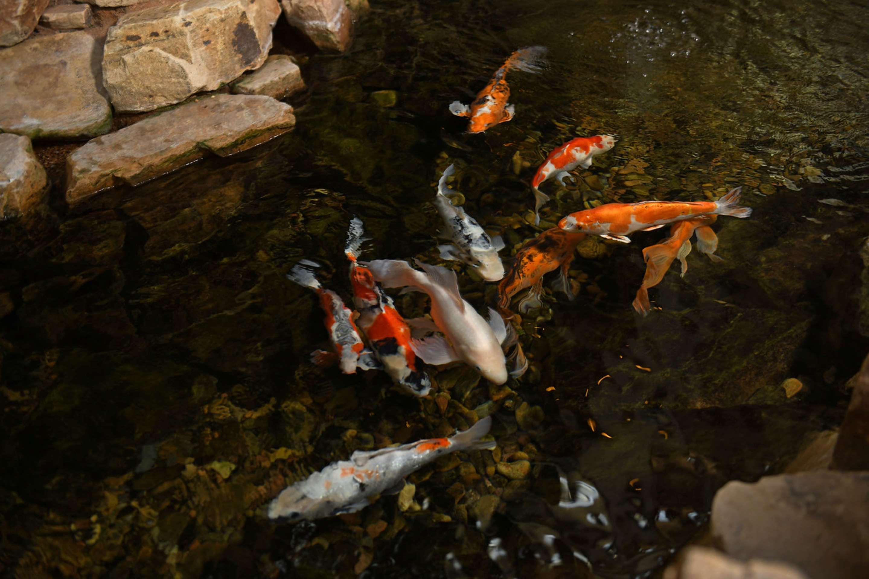 Koi Fish