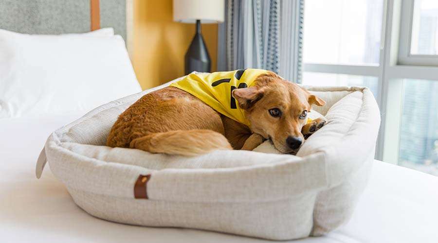 Pets Welcome | Sentral Michigan Avenue
