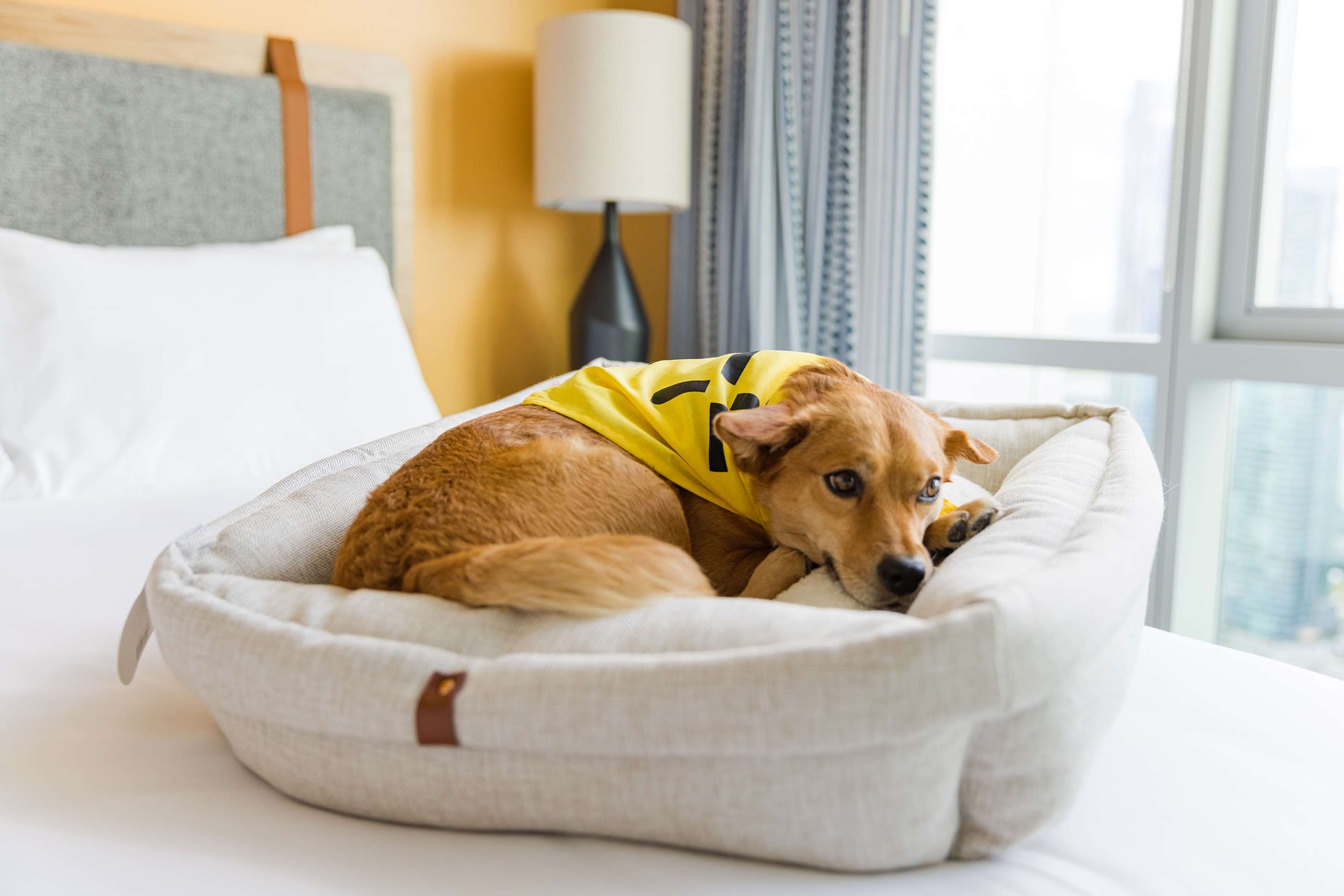 Pets Welcome | Sentral Sobro
