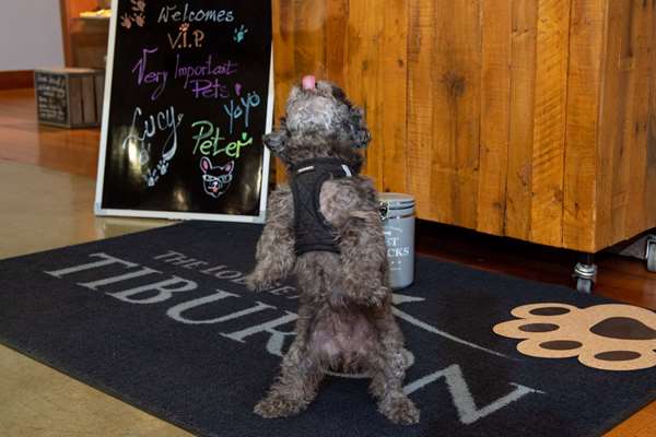 Suite - Lodge at Tiburon