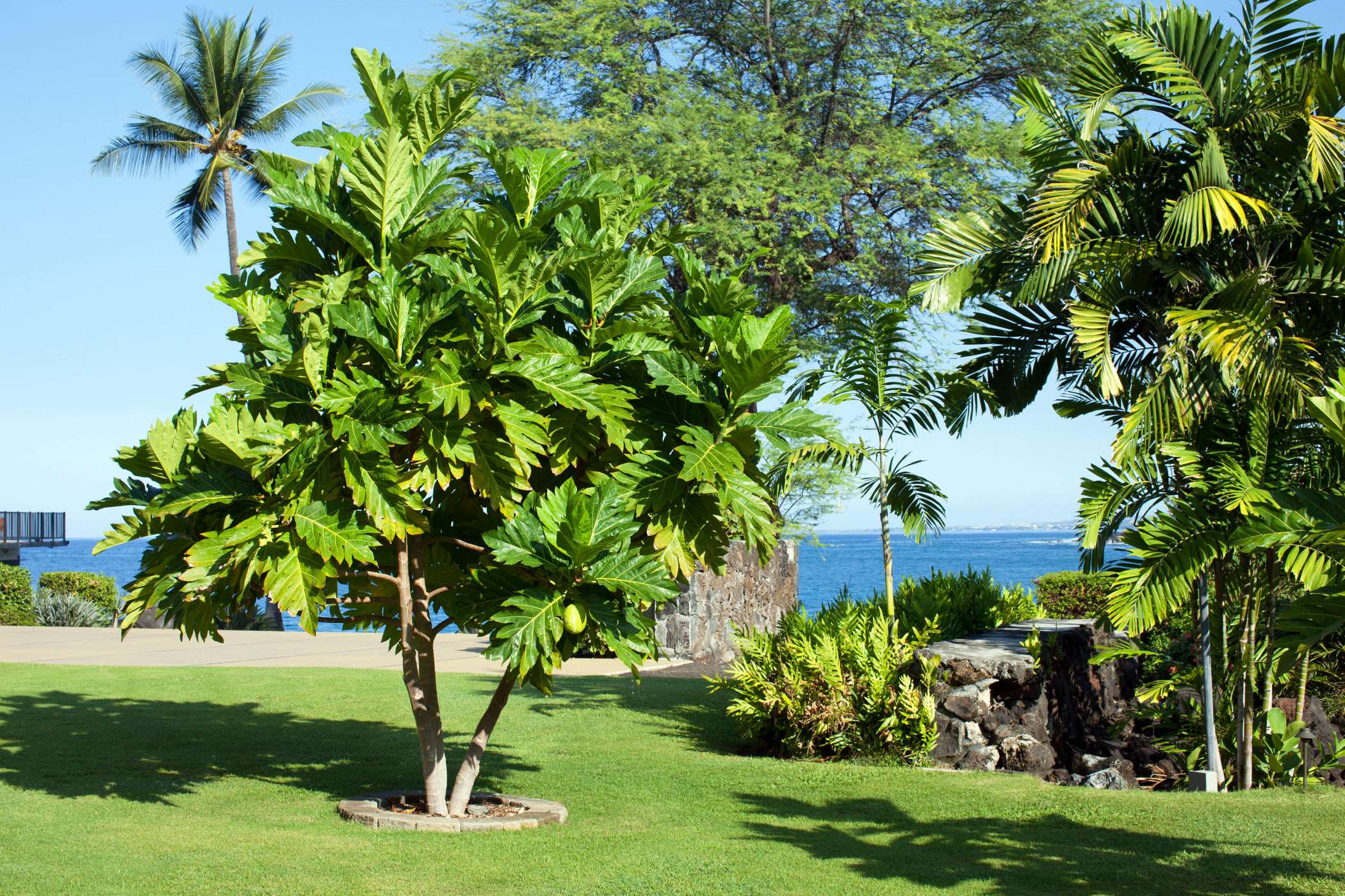 Ulu Tree | OUTRIGGER Kona Resort and Spa