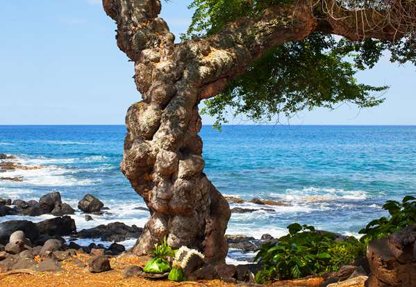 Exterior view - Outrigger Kona Resort & Spa Kailua-Kona