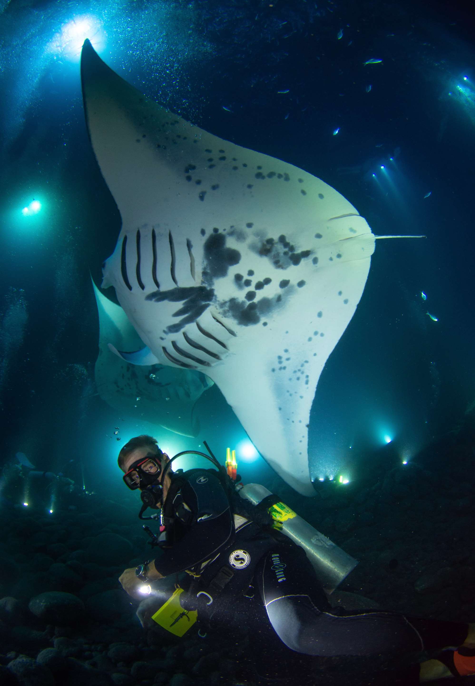 Manta Ray Dive | OUTRIGGER Kona Resort and Spa