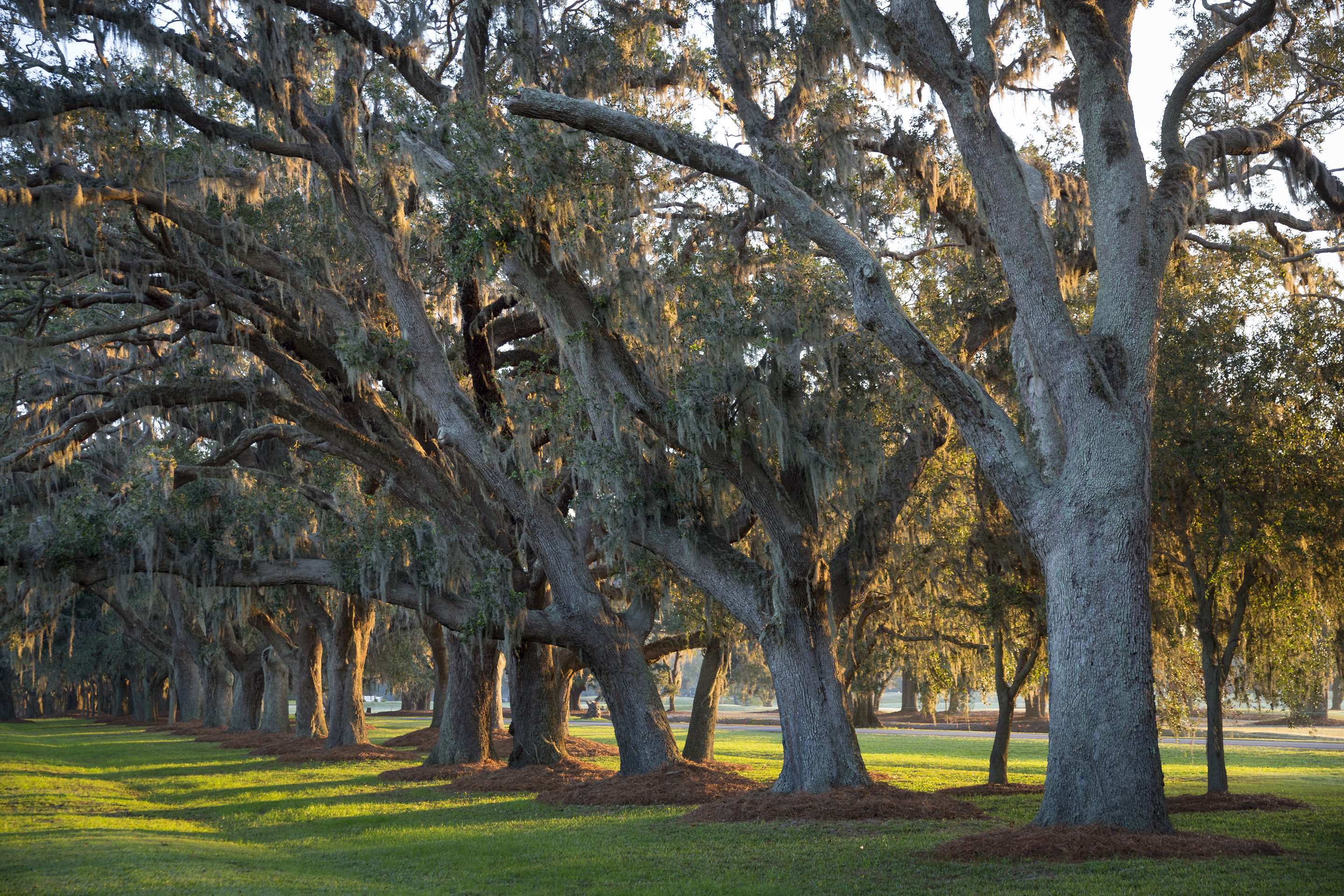 Avenue of Oaks | The Lodge At Sea Island