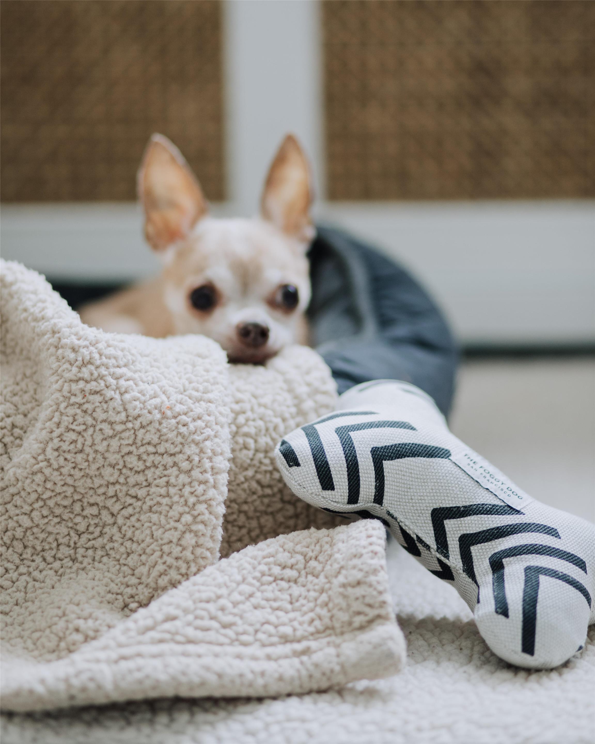 Pet friendly | Wayfinder Newport