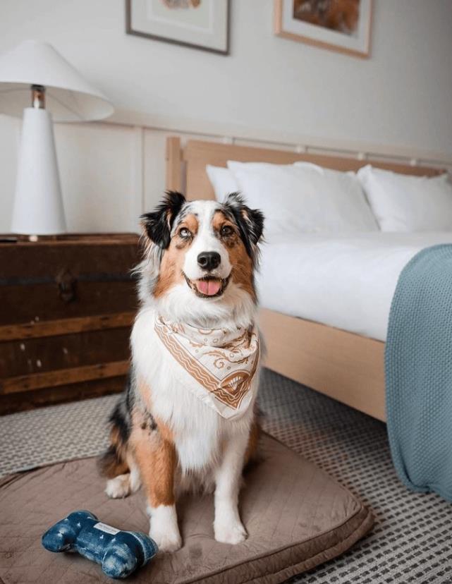 Dog Friendly | Wayfinder Newport