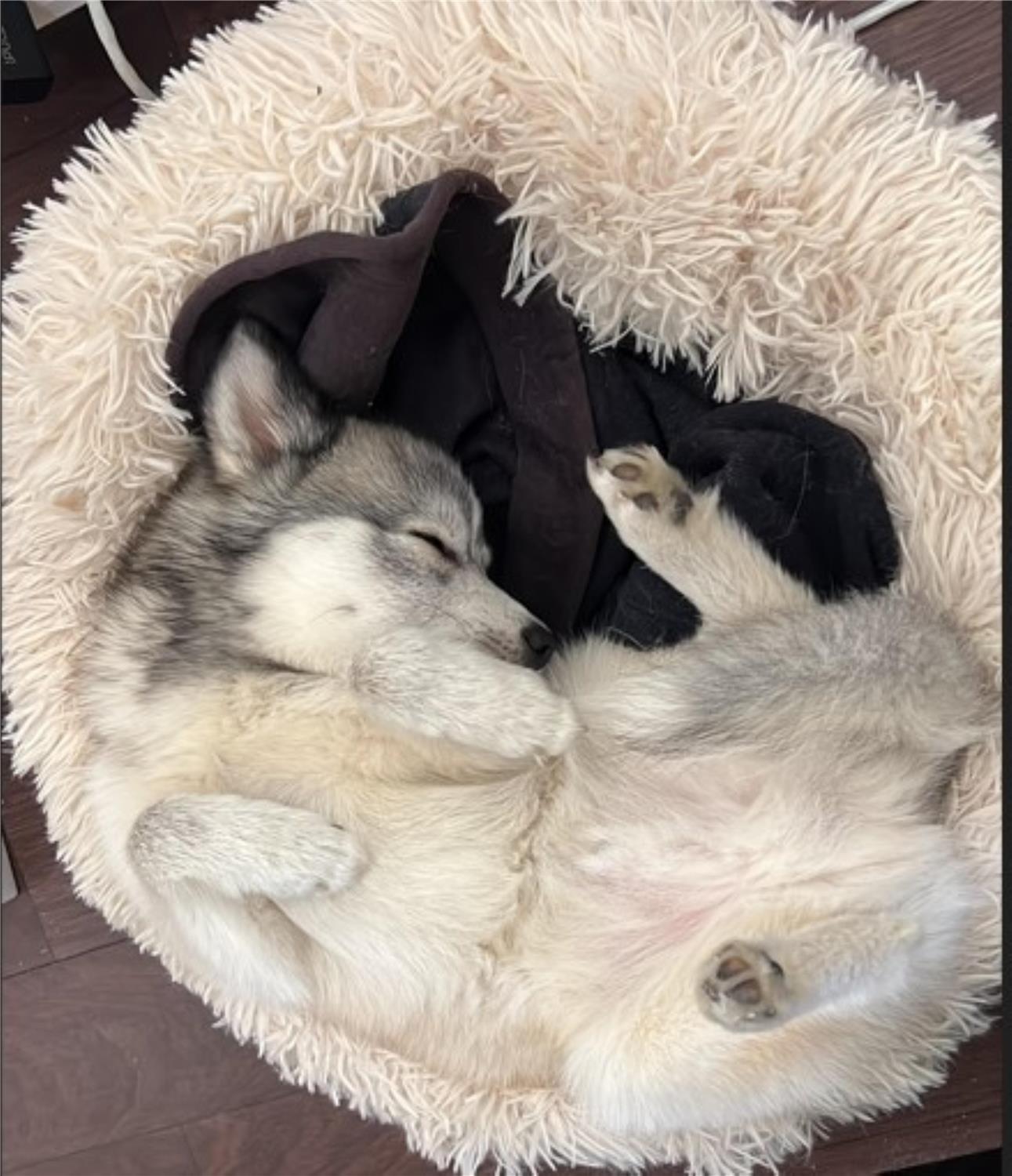 HOTEL PREMIERE CLASSE ROUEN SUD - OISSEL - null