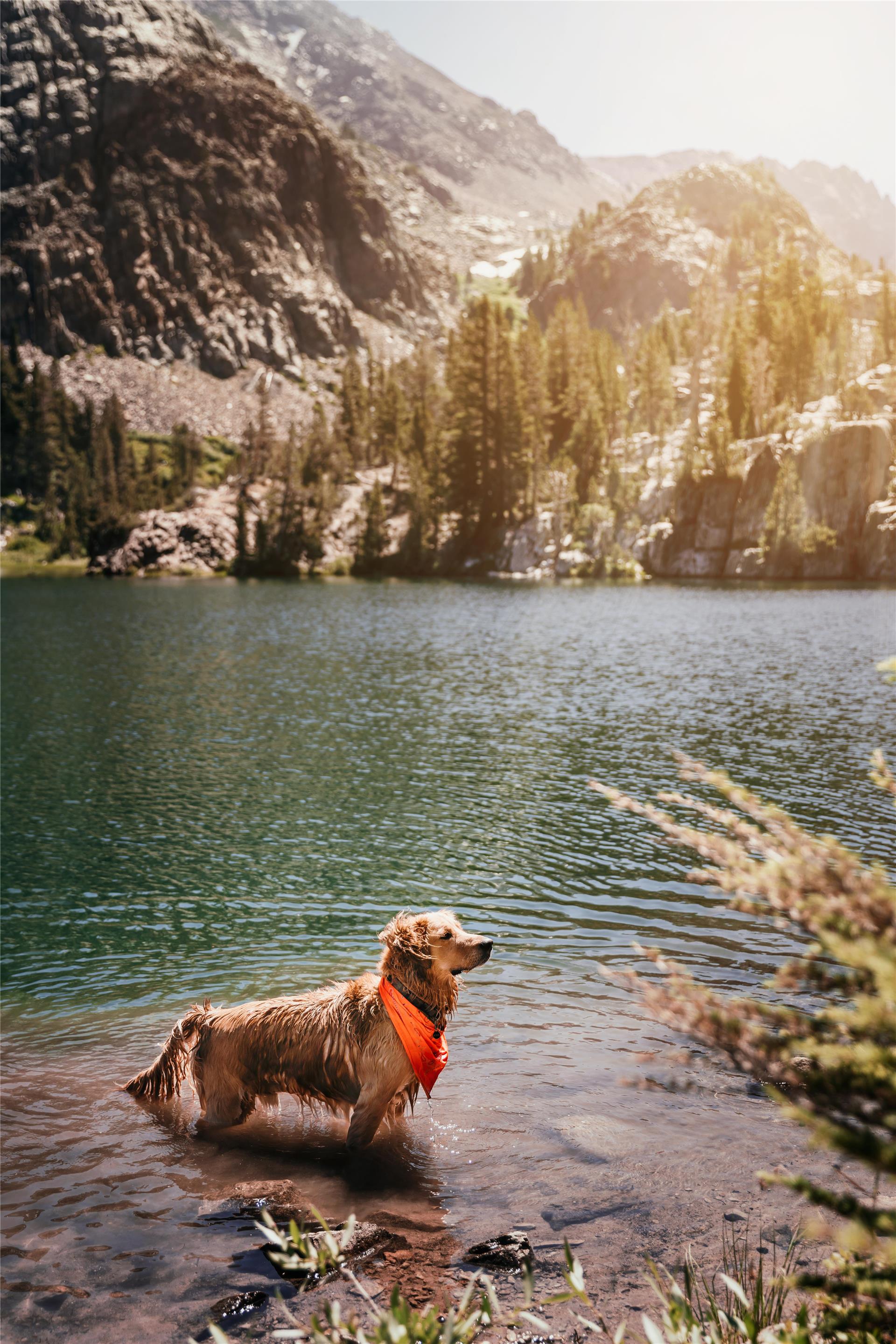 Dog Friendly Hotels in Bishop California | Wayfinder Bishop