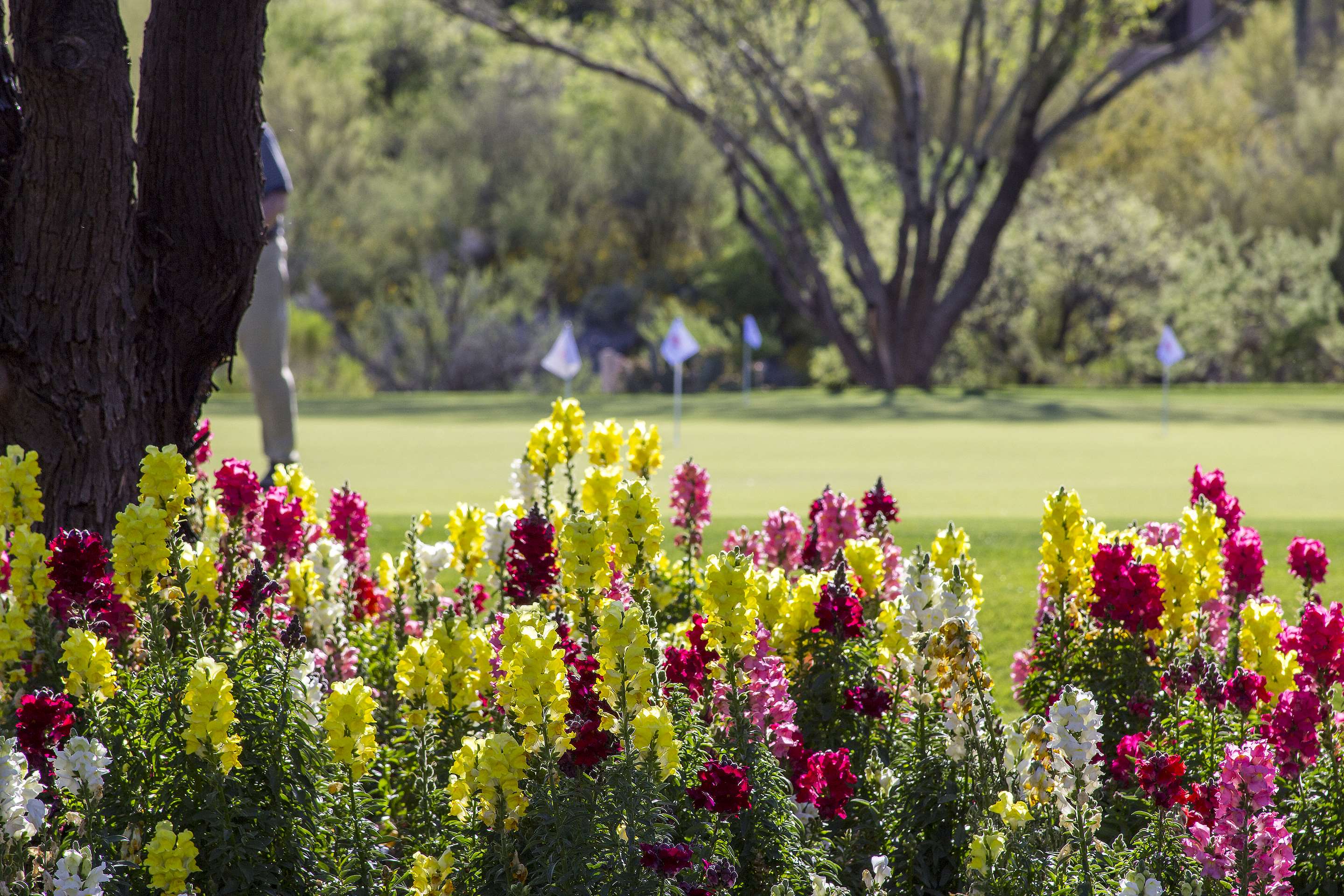 PuttingGreen | The Lodge at Ventana Canyon