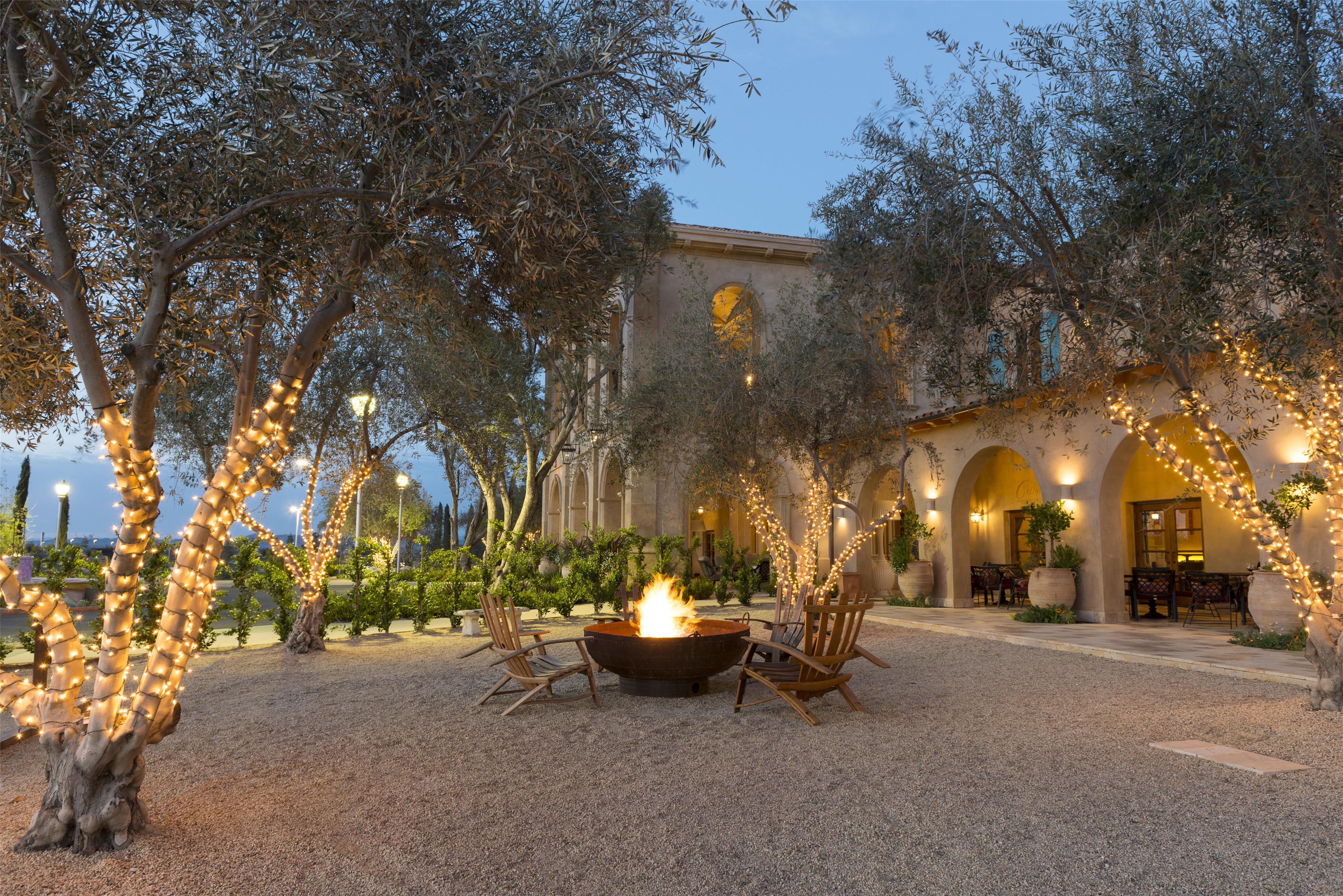 Olive Orchard | Allegretto Vineyard Resort Paso Robles