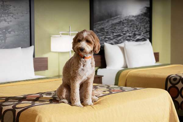 Suite - Super 8 Hotel Miner Area Sikeston - I-55, Exit 67