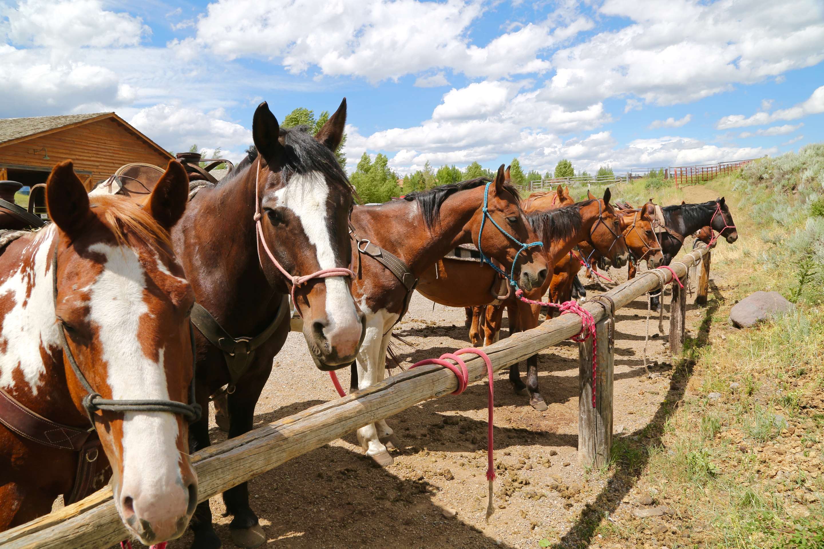Horseback Rides | Spring Creek Ranch