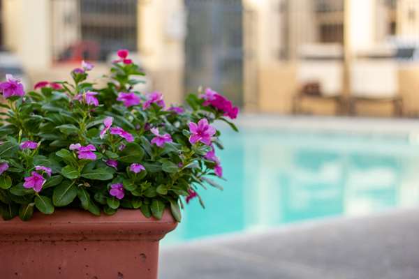 Pool - Best Western Plus Inn Kingman - I-40, Exit 53