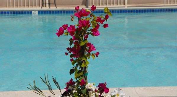 Pool - Best Western John Jay Inn Calexico