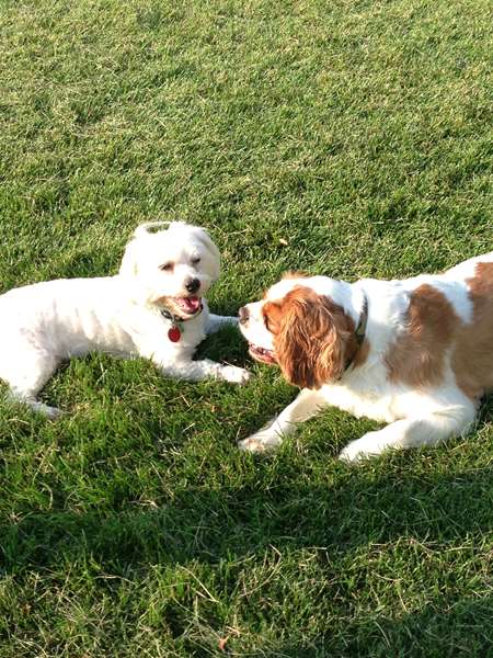  - Best Western Paradise Inn Savoy