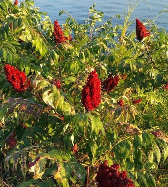  - Best Western Junction City Inn - I-70, Exit 298