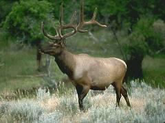  - Best Western Skyline Motor Lodge Lakeview