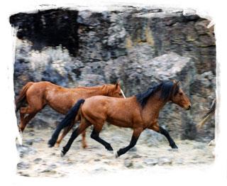  - Best Western Skyline Motor Lodge Lakeview