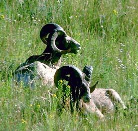  - Best Western Skyline Motor Lodge Lakeview