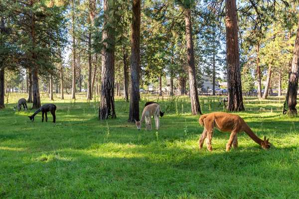  - Best Western Ponderosa Lodge Sisters