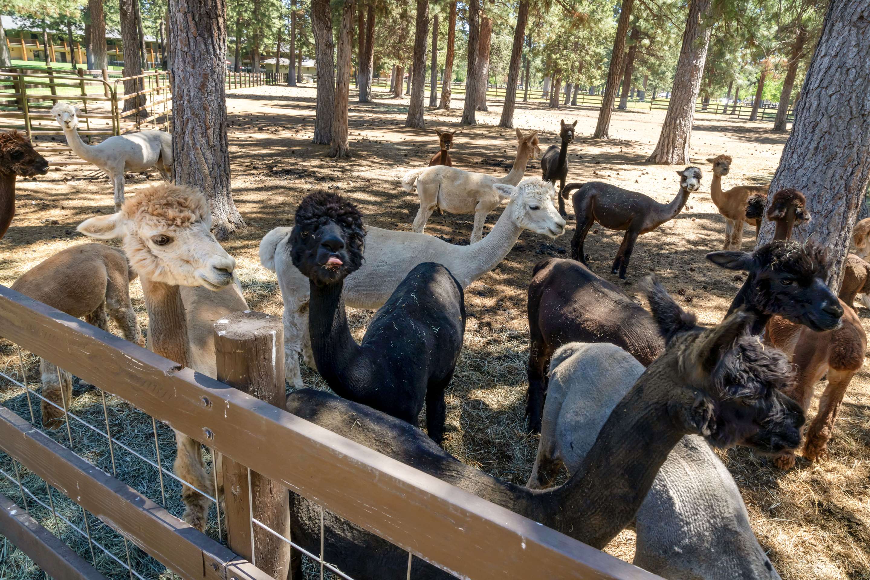 Animals Onsite | Best Western Ponderosa Lodge