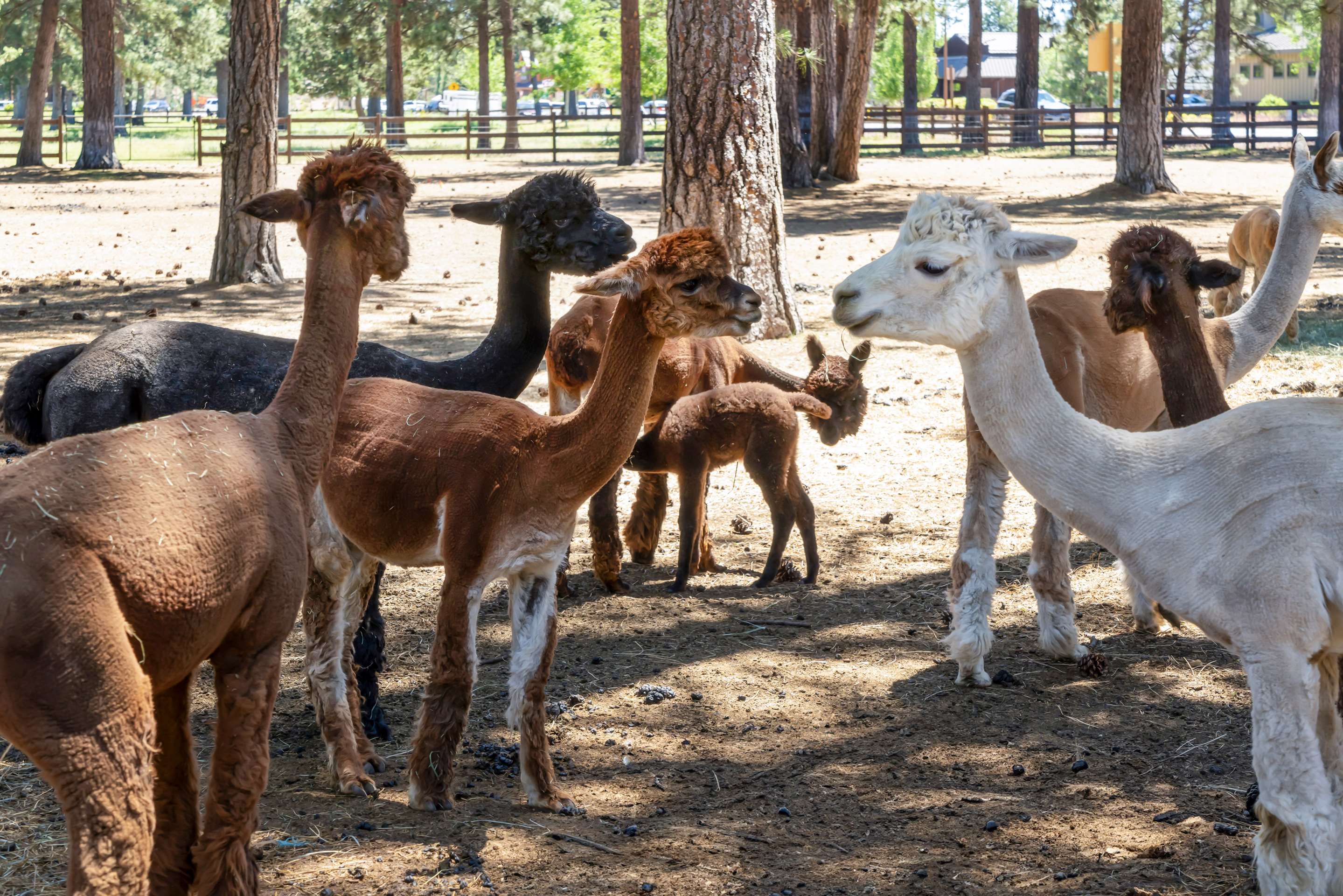 Animals Onsite | Best Western Ponderosa Lodge